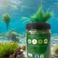 Spirulina Powder